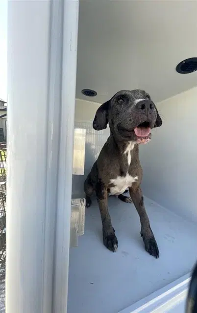 Unknown - Pit Bull Terrier
