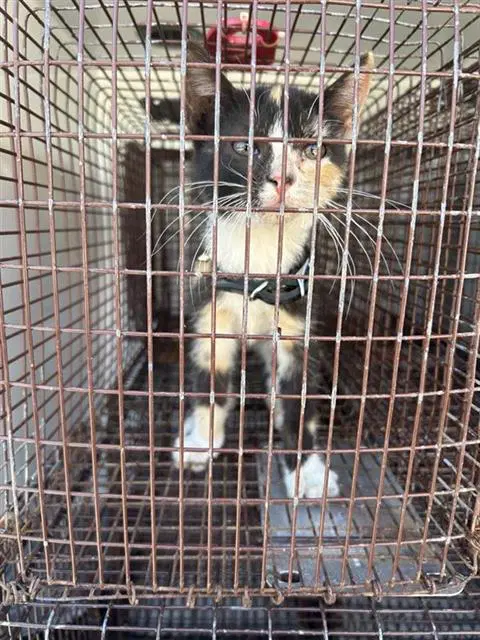 Unknown - Domestic Short Hair