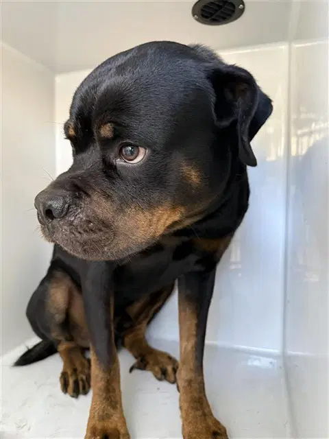 Max - Rottweiler