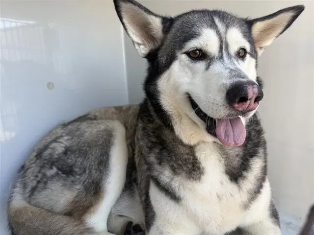 Max - Alaskan Malamute