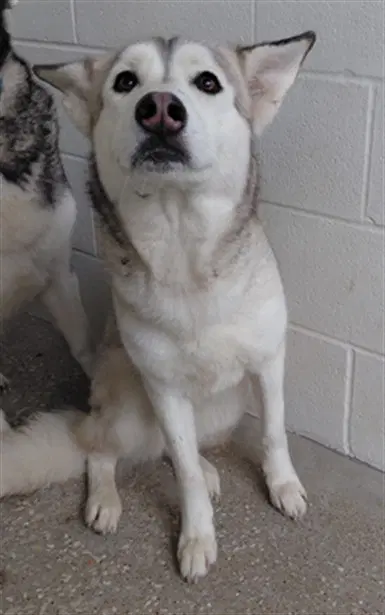 Max - Husky