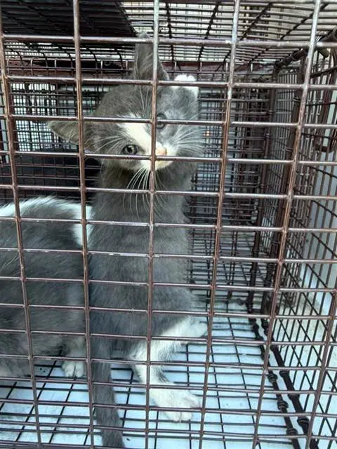 Unknown - Domestic Short Hair