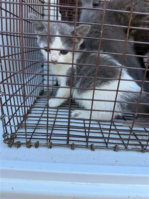 Unknown - Domestic Short Hair
