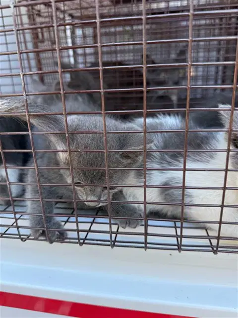 Unknown - Domestic Short Hair
