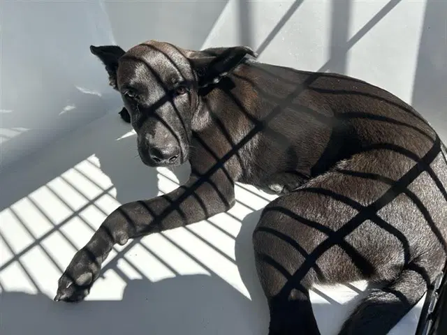 Unknown - Labrador Retriever