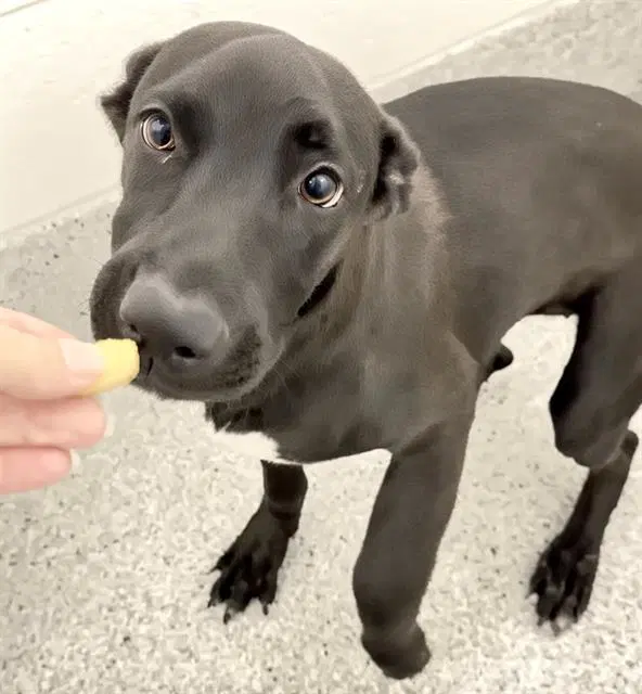 Unknown - Labrador Retriever
