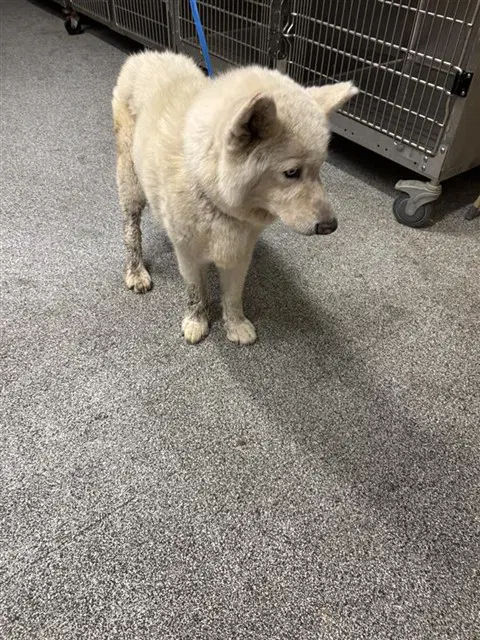 Sasha - Siberian Husky