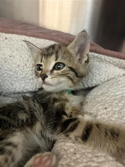 Barrett - Domestic Short Hair