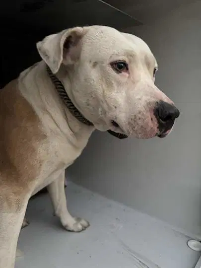 Unknown - American Pit Bull Terrier