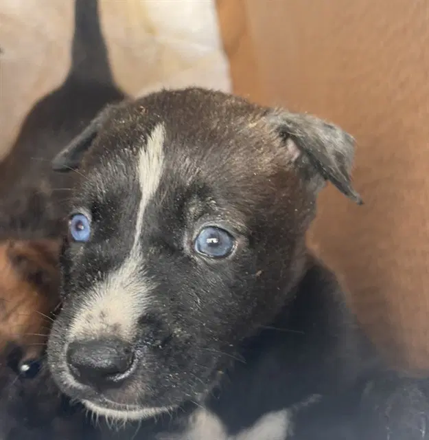 Smoke - Australian Cattle Dog/Blue Heeler
