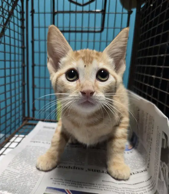 Barnaby - Domestic Short Hair