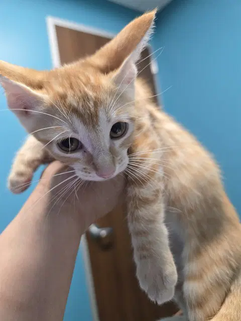 Barnaby - Domestic Short Hair