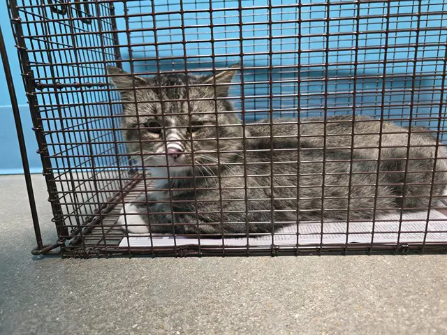 Dc - Domestic Short Hair
