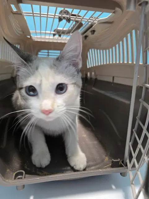 Sonett - Siamese