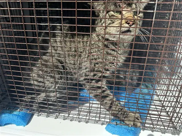 Luna - Domestic Short Hair