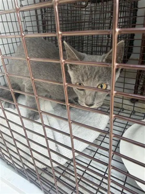 Unknown - Domestic Short Hair