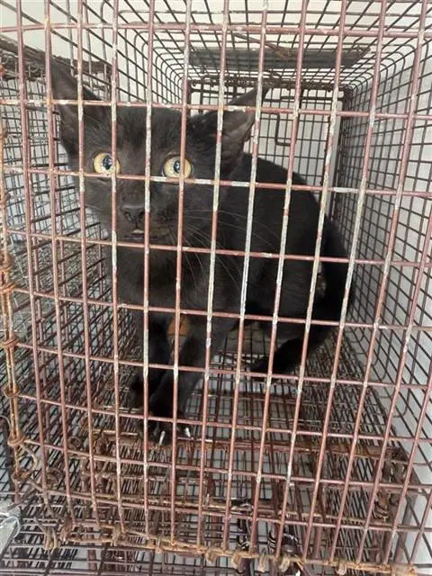 Unknown - Domestic Short Hair