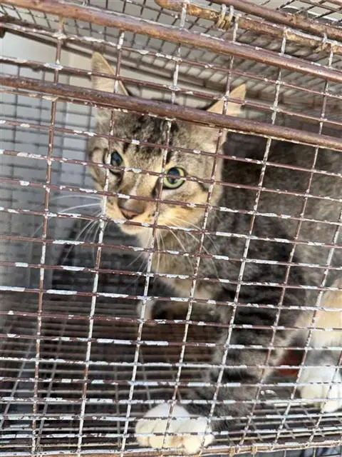 Unknown - Domestic Short Hair