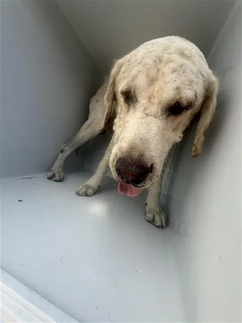 Unknown - Labrador Retriever