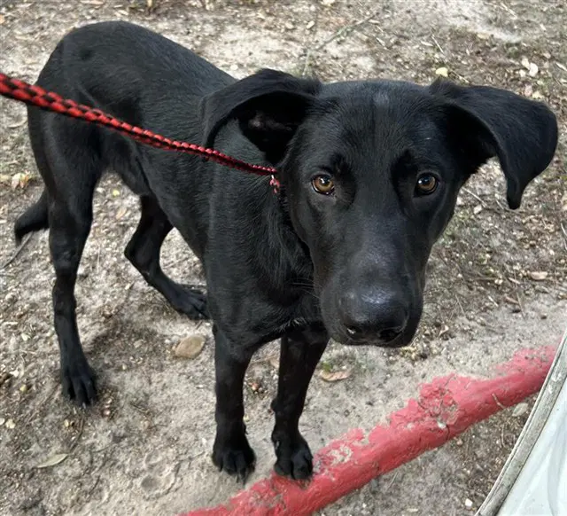 Unknown - Labrador Retriever