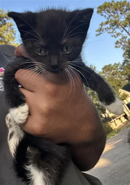 Unknown - Domestic Short Hair