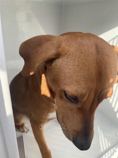 Max - Labrador Retriever