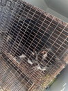 A663998 — Houston, TX Adoption