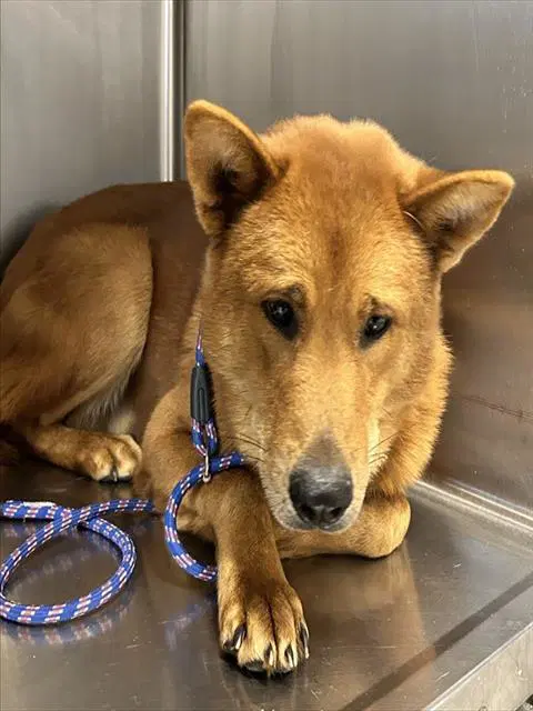 Zeus - Chow Chow