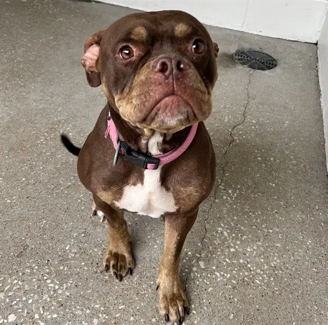 Xyla - American Bulldog