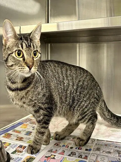Little Cat - Domestic Short Hair