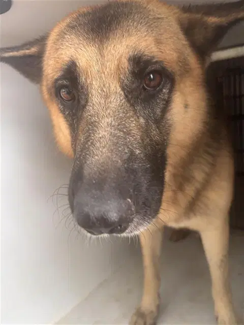 Max - German Shepherd Dog