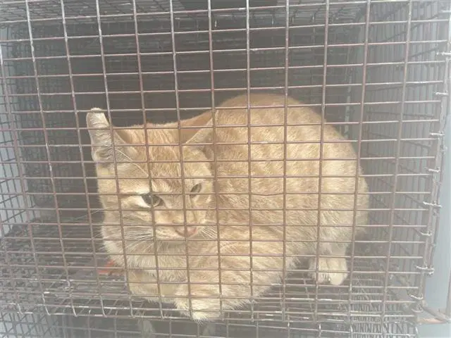 Felix - Domestic Short Hair