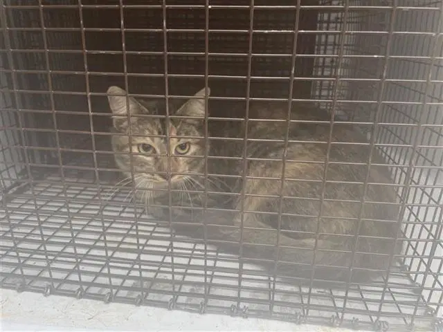 Luna - Domestic Short Hair