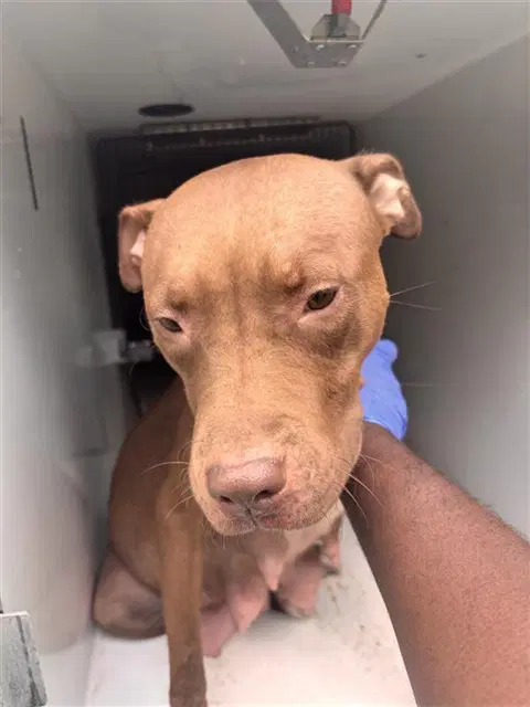 Unknown - Pit Bull Terrier