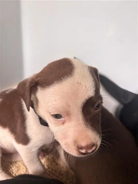 Unknown - Pit Bull Terrier