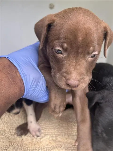 Unknown - Pit Bull Terrier