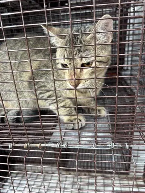 Luna - Domestic Short Hair