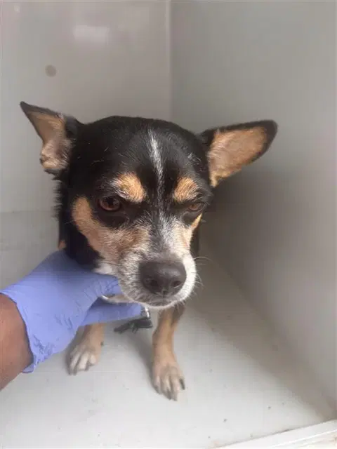 Buddy - Chihuahua