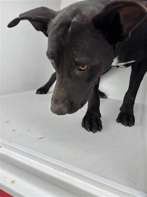 Max - Labrador Retriever
