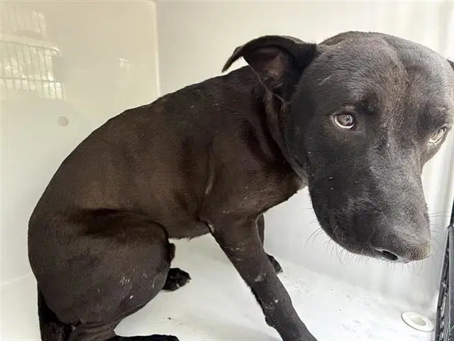 Unknown - Pit Bull Terrier
