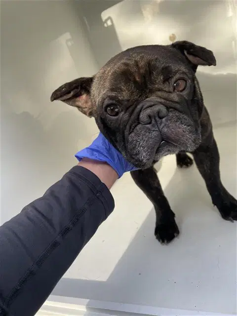 Bruce - French Bulldog