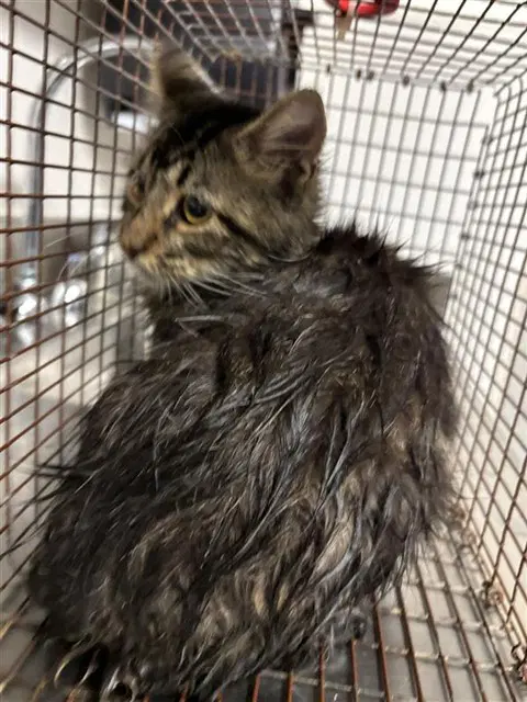 Unknown - Maine Coon
