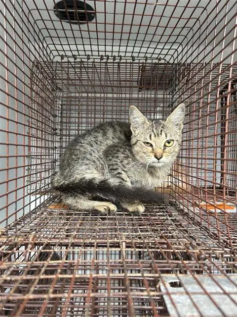 Unknown - Domestic Short Hair
