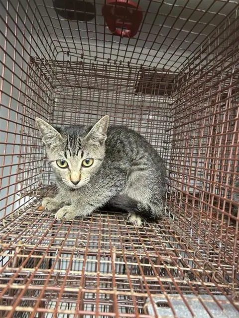 Unknown - Domestic Short Hair