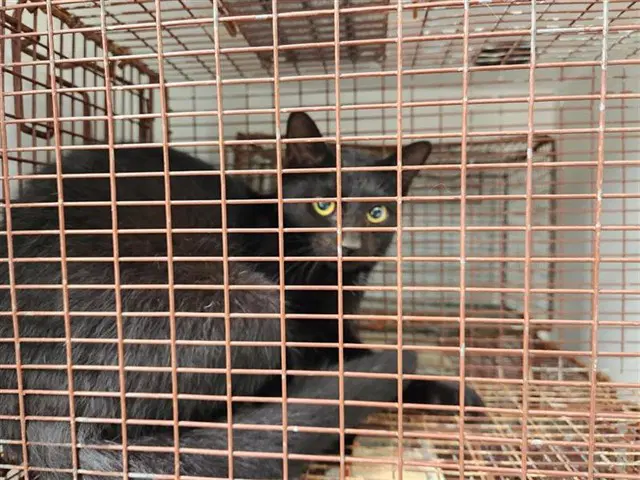 Unknown - Domestic Short Hair