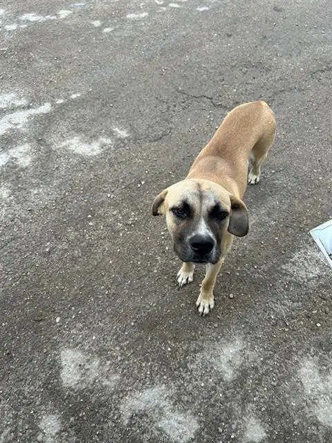 Unknown - Pit Bull Terrier