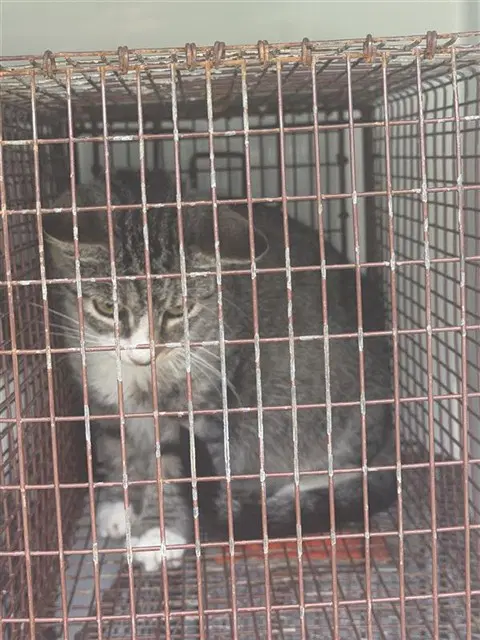 Unknown - Domestic Short Hair