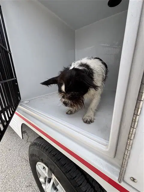 Max - Miniature Schnauzer