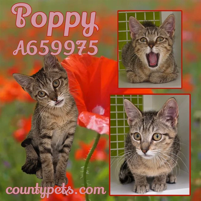 Poppy