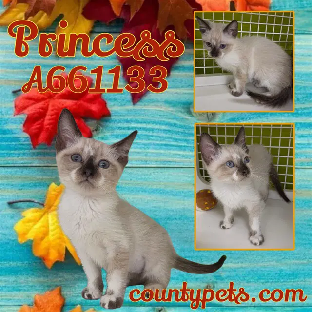 Princess - Domestic Short Hair